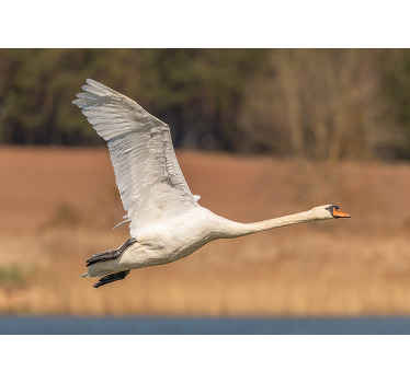 Lentävä joutsen putoaa valokuvatapetti luonto - Tenstickers