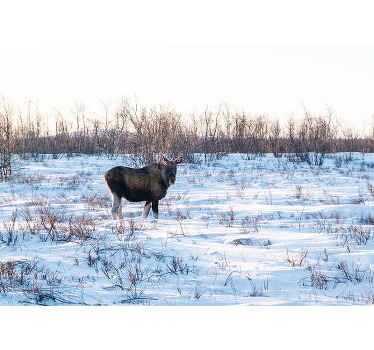Lappi poroilla. tapetti kuvalla valokuvatapetti luonto - Tenstickers