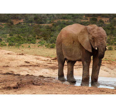 Fototapete Tiere begegnung mit elefanten - TenStickers