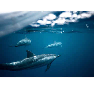 Fototapete 3D Delfine schwimmen - TenStickers