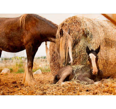 Fototapeta młody koń z charakterem - TenStickers