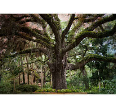 Fototapeta las majestatyczny dąb - TenStickers