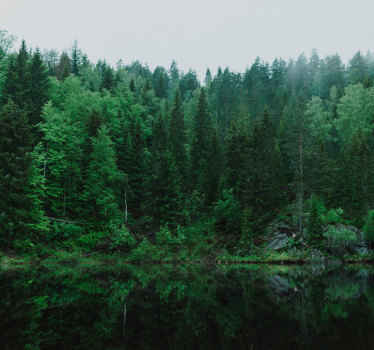 dyb skov med træer fototapet - TenStickers