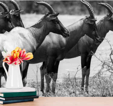 Fototapeta krásná antilope skupina afrika - TenStickers