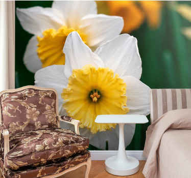 Close up of white orange daffodils  wall mural - TenStickers