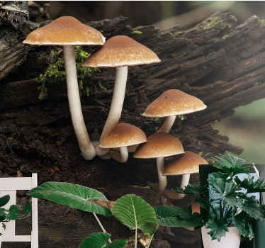 Fotomurais de paisagens Cogumelos no tronco de uma árvore - TenStickers