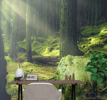 Fototapete Natur Felsen mit moos im wald - TenStickers