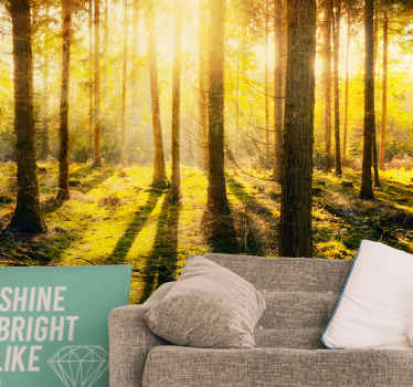 Amazing sunset in birch  Forest Wall Mural - TenStickers