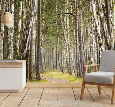 Sunny birch tree forest nature wall mural - TenStickers