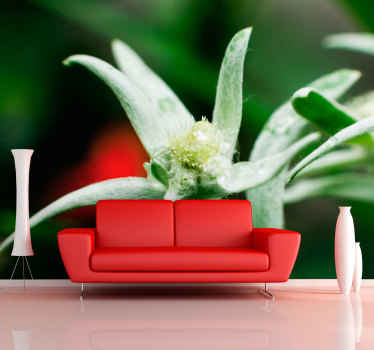 Photo murale Fleur nationale Suisse - TenStickers