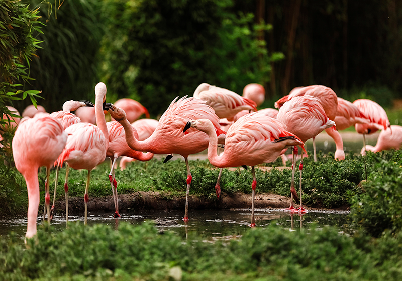Fondo De Pantalla De Flamencos Animales