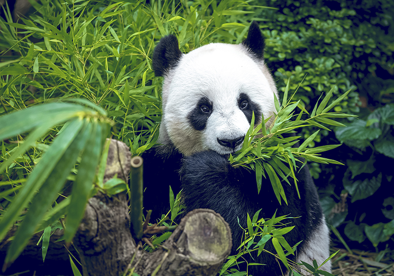 Alfombra de bambú Panda color natural