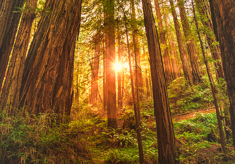 Mystischer Morgen Wald Fototapete - TenStickers