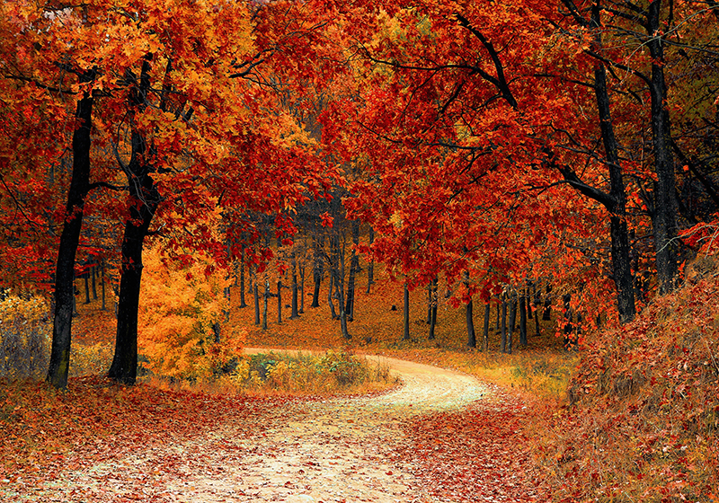 Belle murale d'arbre d'automne - TenStickers