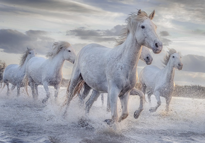Pferde im Wasser Fototapete - TenStickers
