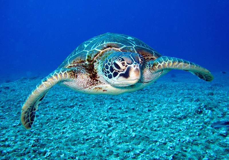Hawksbill sea turtle animal wall mural - TenStickers