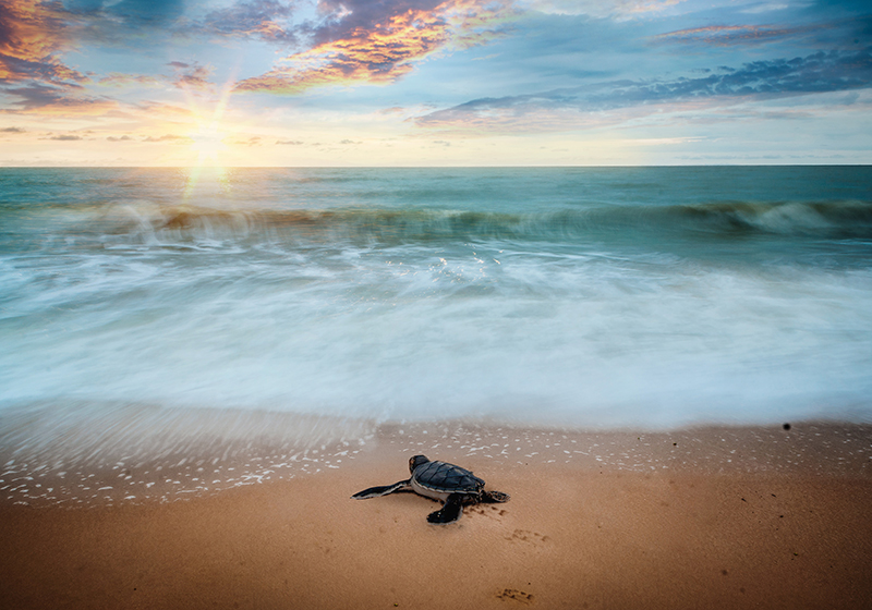 Turtle on the coast animal wall mural - TenStickers