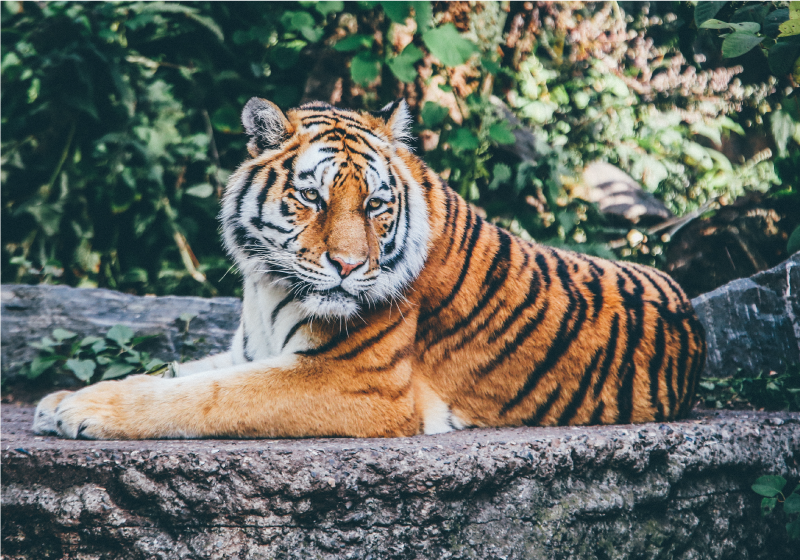 Papel de parede personalizado em qualquer tamanho, animal tigre 3D