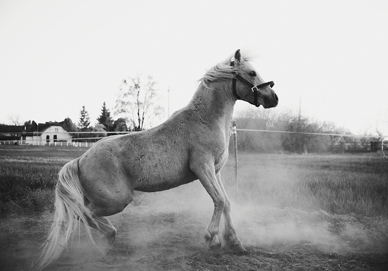 Um cavalo branco correndo no ar