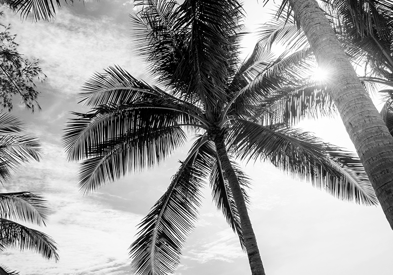 Black and white palm tree wall mural TenStickers