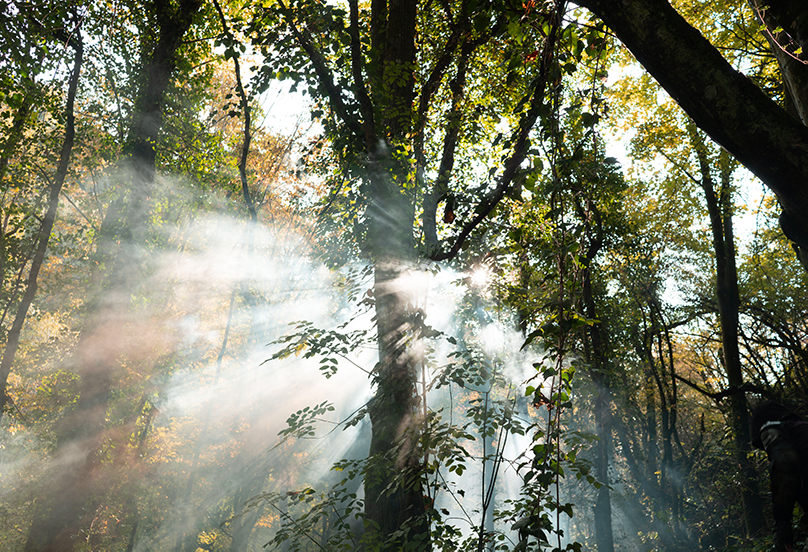 TenStickers. Fotomurais de Parede Floresta densa verde. Este fotomural vinílico de parede de árvores é baseado em uma bela foto de uma floresta verde e muitas folhas com a luz do sol entrando. Entrega em domicílio disponível!