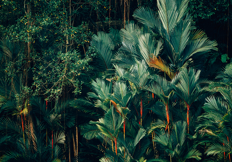 Fotomurais paisagistícos Floresta e verde TenStickers. Fotomurais paisagistícos Floresta e verde. Traga algumas cores para sua casa com esta foto de papel de parede de paisagem absolutamente fantástica que mostra uma floresta e uma árvore verde! Peça agora!