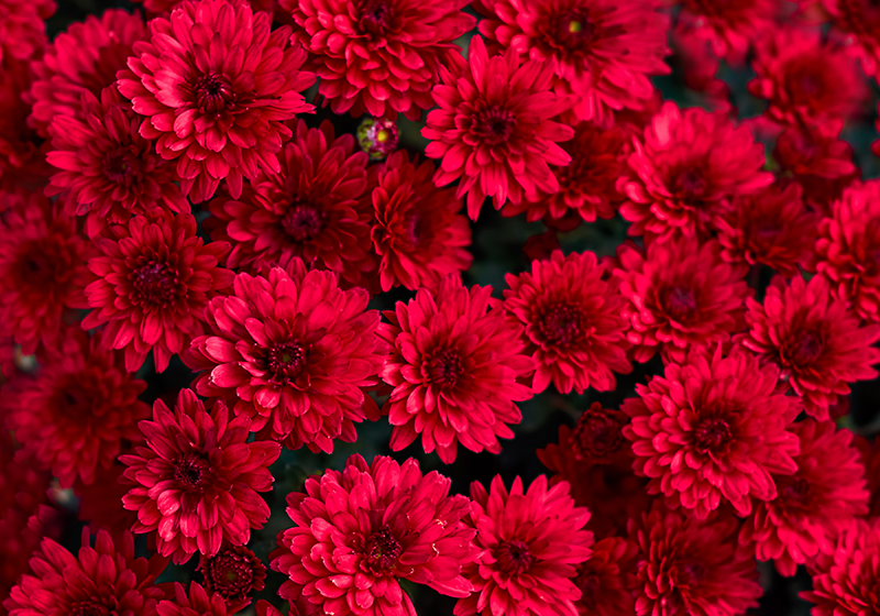 Fotomural de flores Flores de aster rojo - TenVinilo