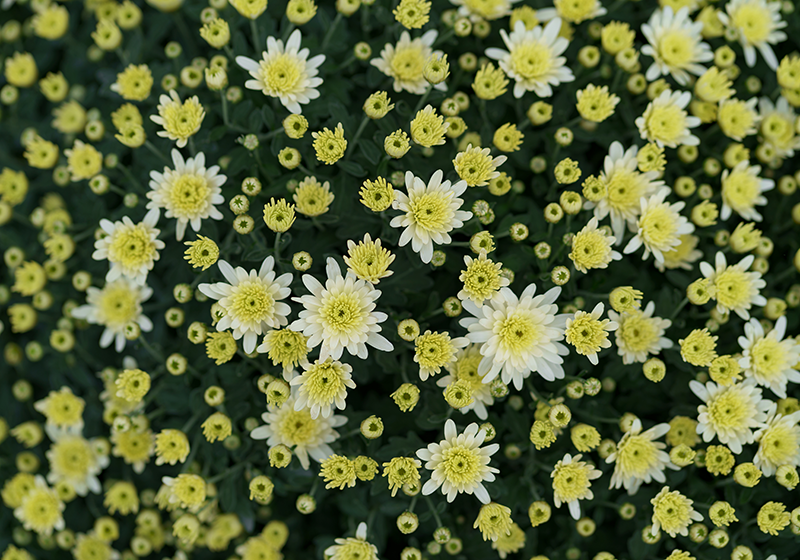 Fotomural de flores Crisantemo amarillo floreciente - TenVinilo