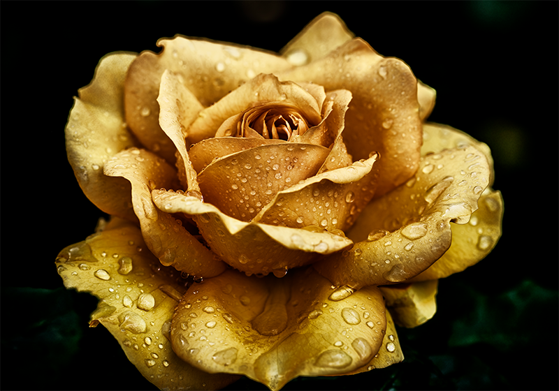 Fotomurais plantas e flores Close-up rosa dourada - TenStickers