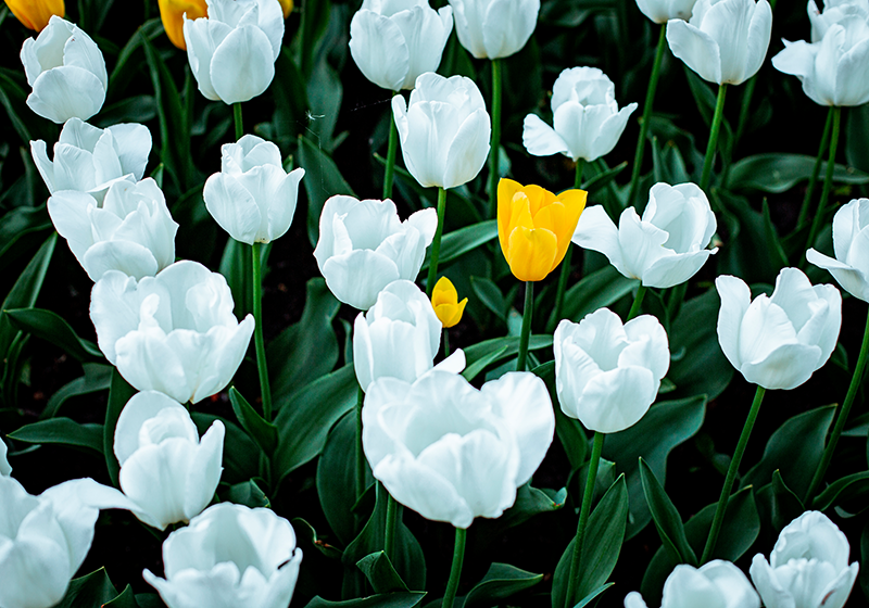 Fotomural tulipanes Hermosos tulipanes blancos - TenVinilo