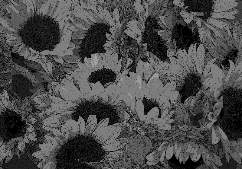 Fotomural de flores Girasol blanco y negro - TenVinilo