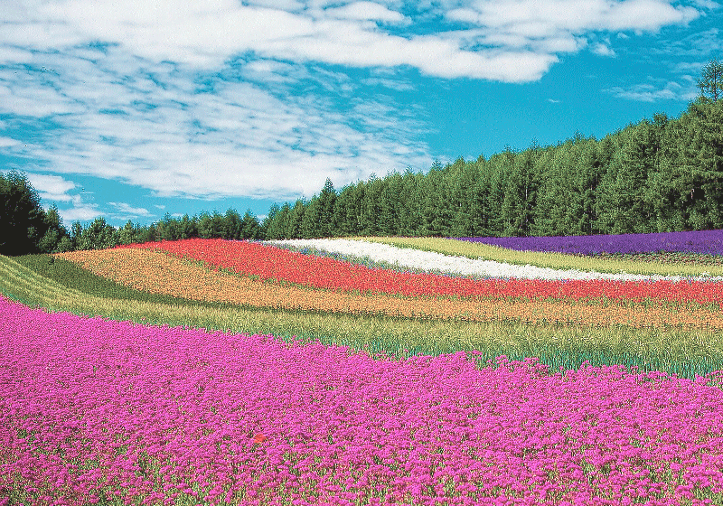 Fotomural de flores Campo de flores muy colorido - TenVinilo