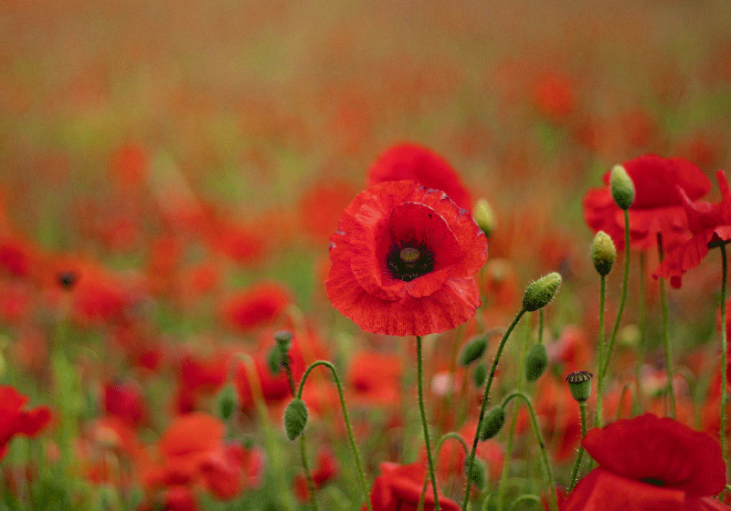 920 Poppy HD Wallpapers and Backgrounds