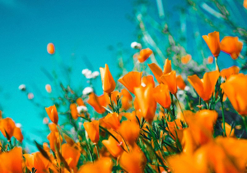 Orange peach summer flowers  The perfect iphone wallpaper pictures