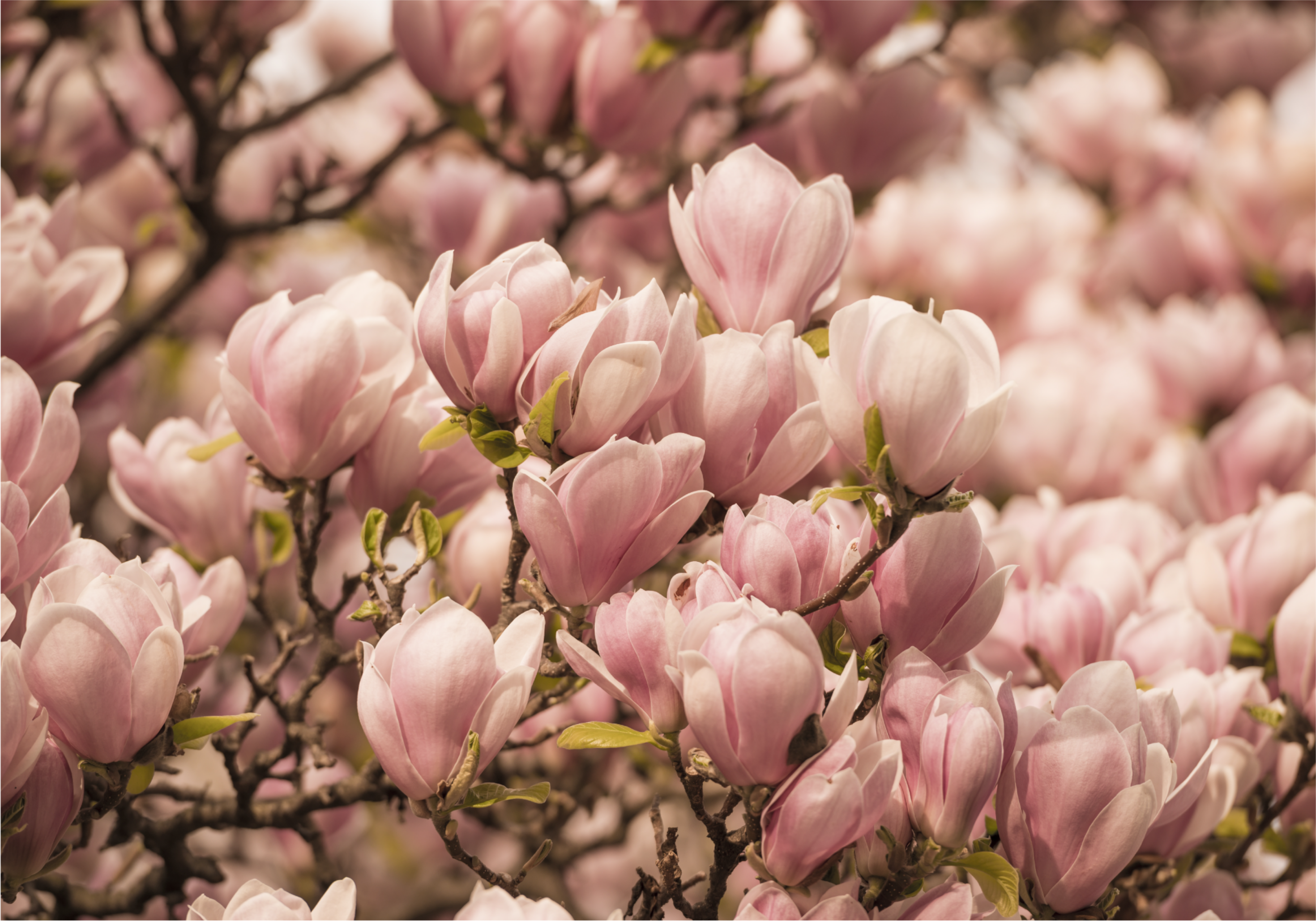 Fotomural diseño de flores de magnolia - TenVinilo
