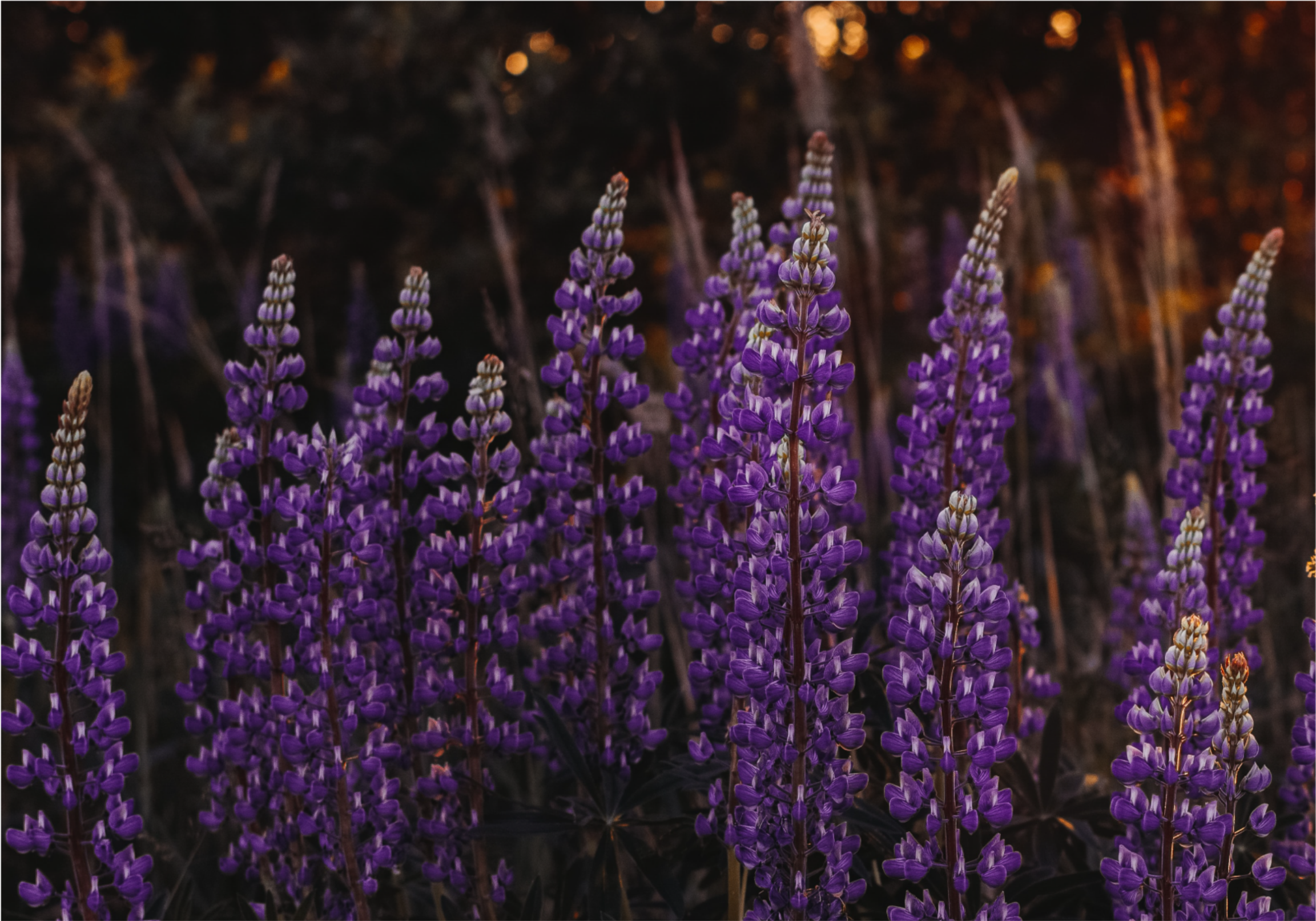 Fotomural de flores Bosque con flores violetas - TenVinilo