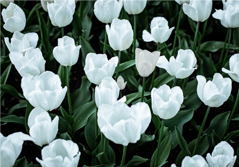 Fotomural tulipanes Tulipanes blancos - TenVinilo
