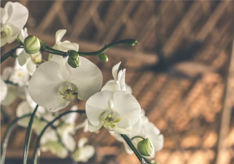 Handelsmerk Wantrouwen Kritiek Orchideeën fotobehang Witte orchidee gestructureerd - TenStickers