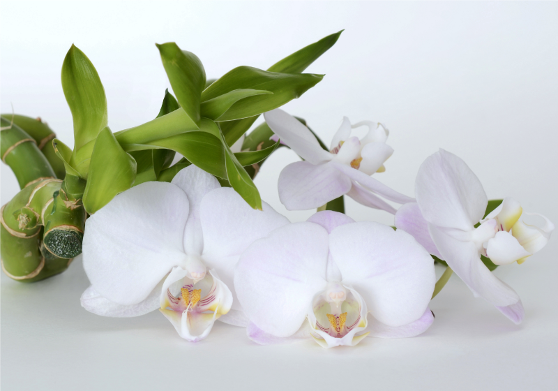 Fotomurais de Parede Orquídea verde branca - TenStickers