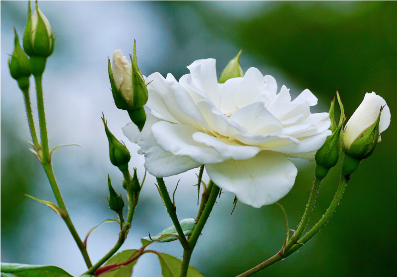 Investeren geleider Coöperatie Fotobehang roos Witte roos schattige foto - TenStickers