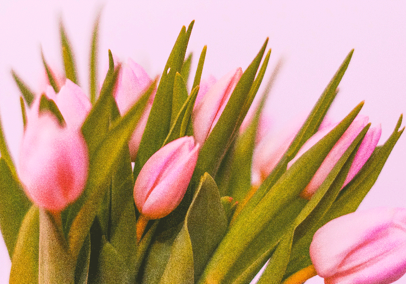 Fotomural tulipanes Tulipanes sobre un fondo rosa - TenVinilo