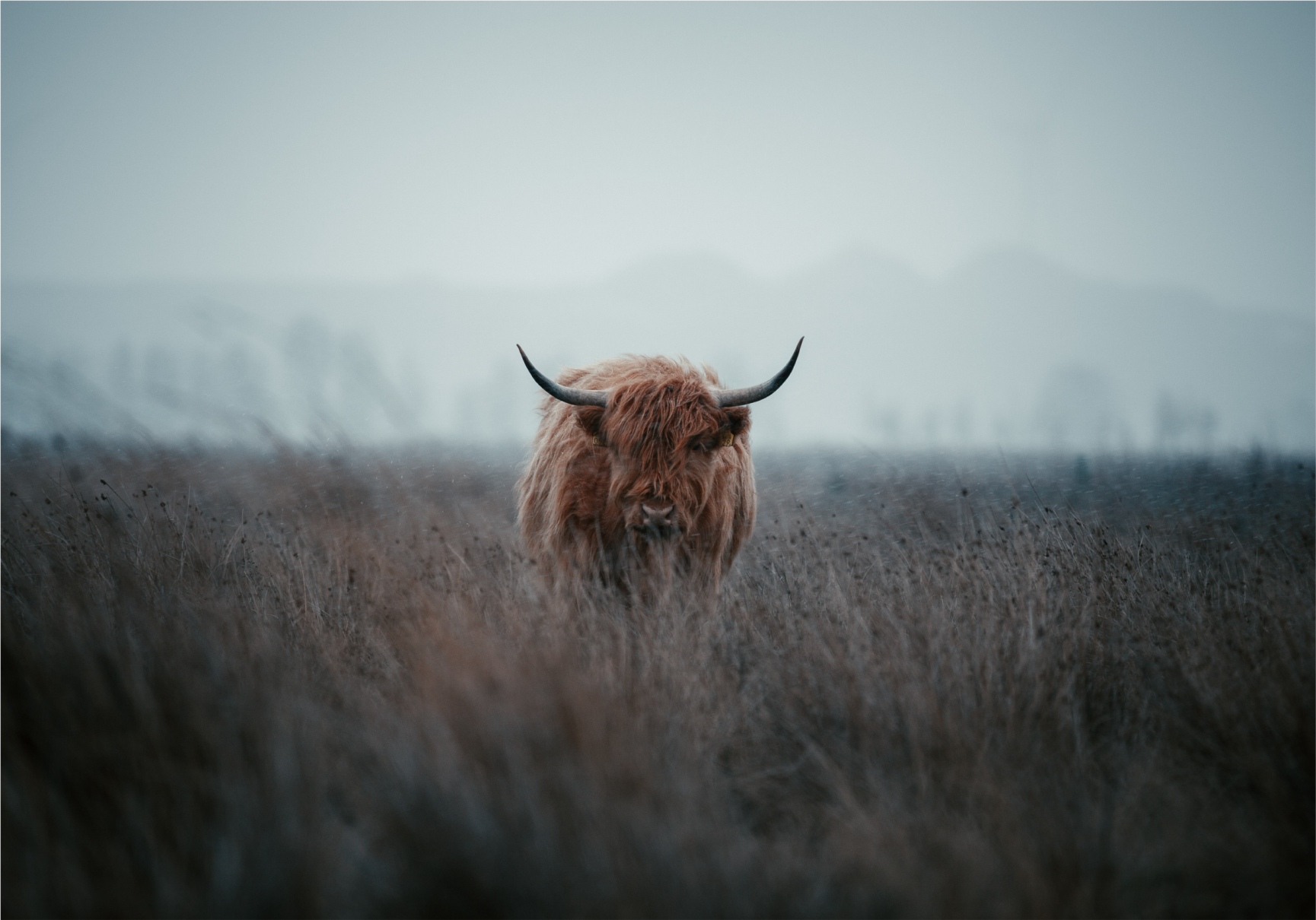 Highland Cow Wallpaper  Download to your mobile from PHONEKY