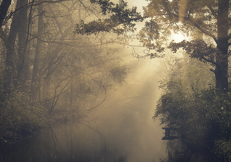 Bamboo Forest With Morning Sunlight Mural Wallpaper