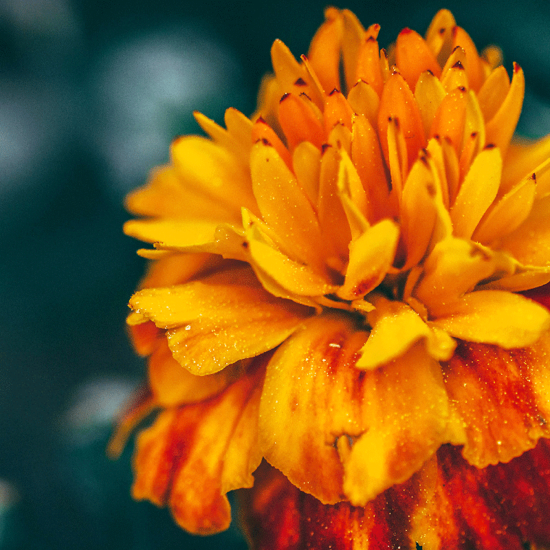 Orange valmuer på en solrig markblomst fototapet - TenStickers
