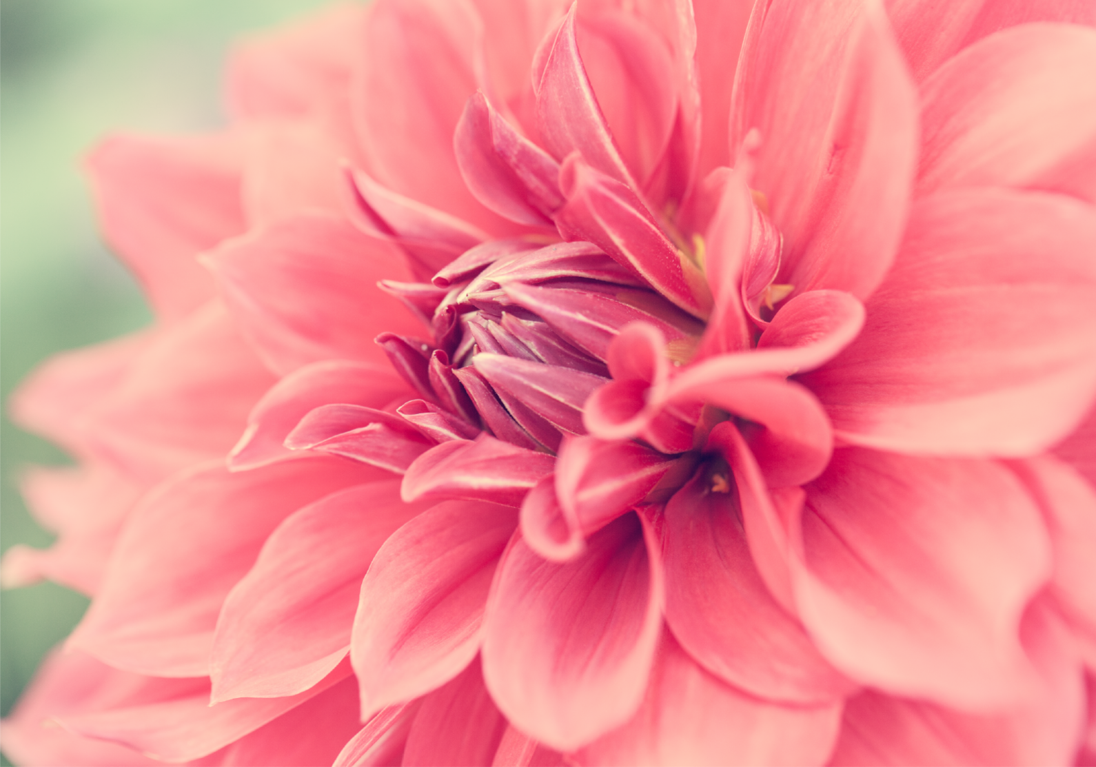 Pink daisy flower mural wallpaper TenStickers