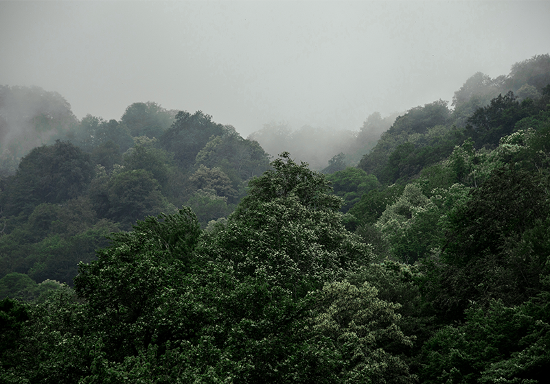 Misty Landscape forest wall mural