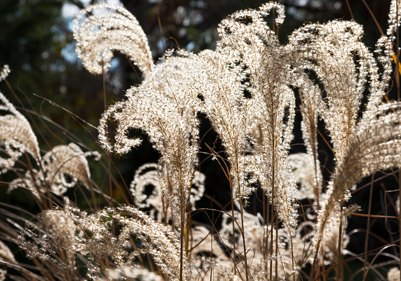 Golden colored pampasgrass nature murals - TenStickers