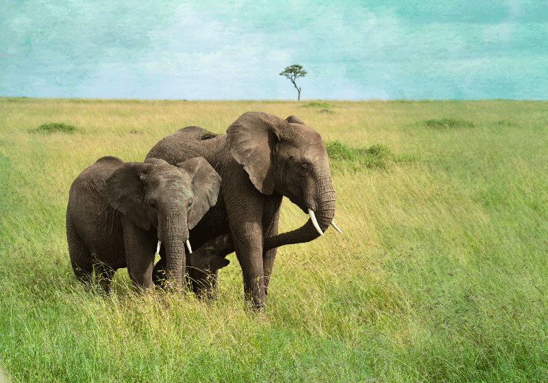 野生動物サバンナ象の風景壁画 - TENSTICKERS