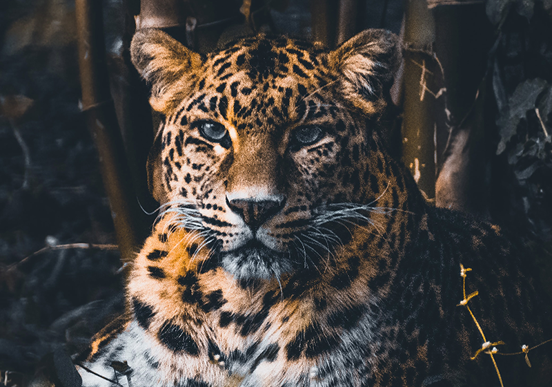 見事な野生動物のヒョウアフリカ壁画 - TENSTICKERS