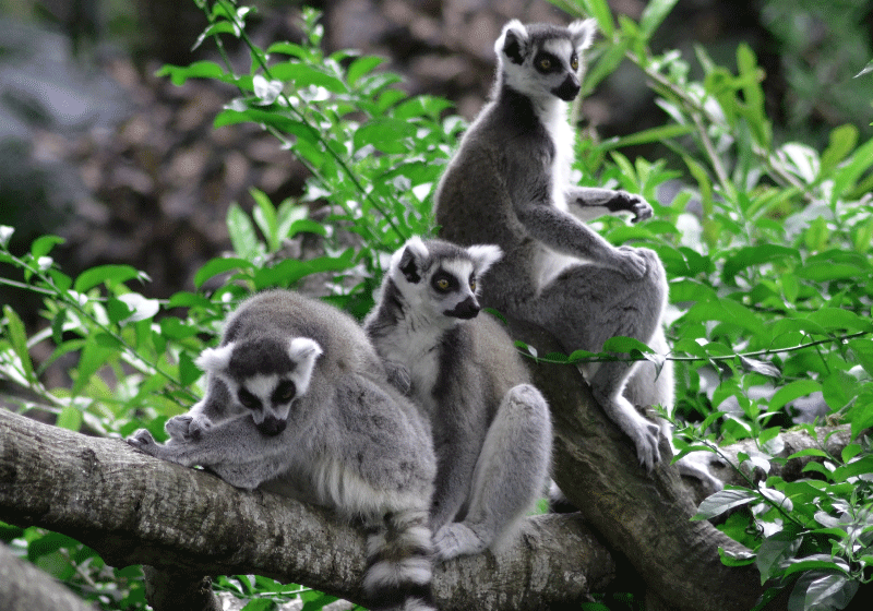 Fotomurais paisagistícos Lêmures madagascar TenStickers Fotomurais paisagistícos Lêmures madagascar TenStickers